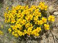 Plains zinnia ، Wild Zinnia
